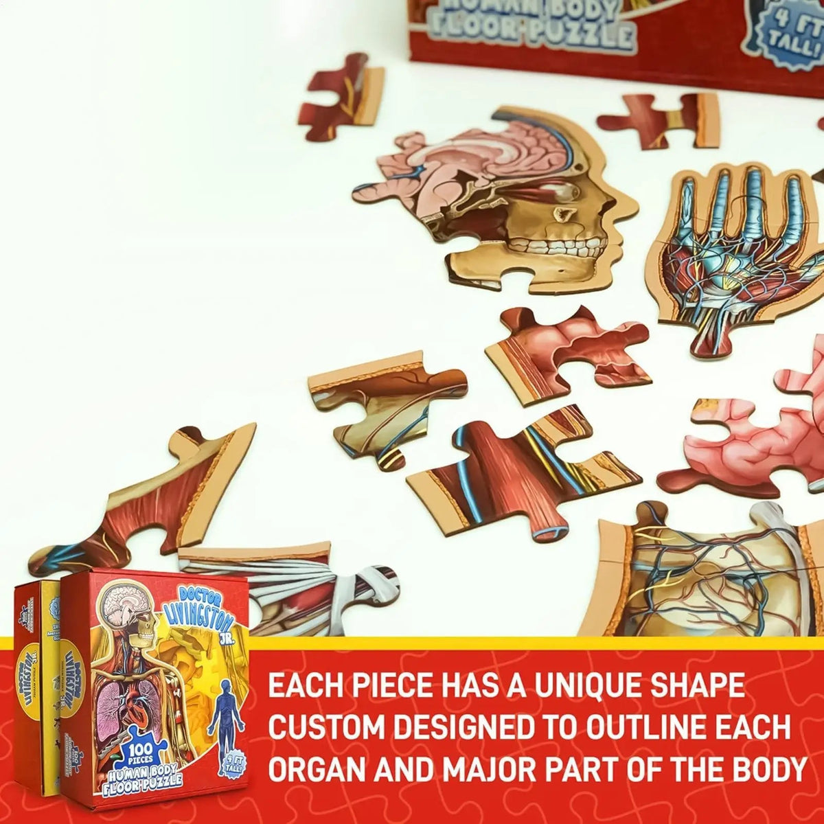 BodyPuzzle – Educational Anatomy Puzzle for Kids