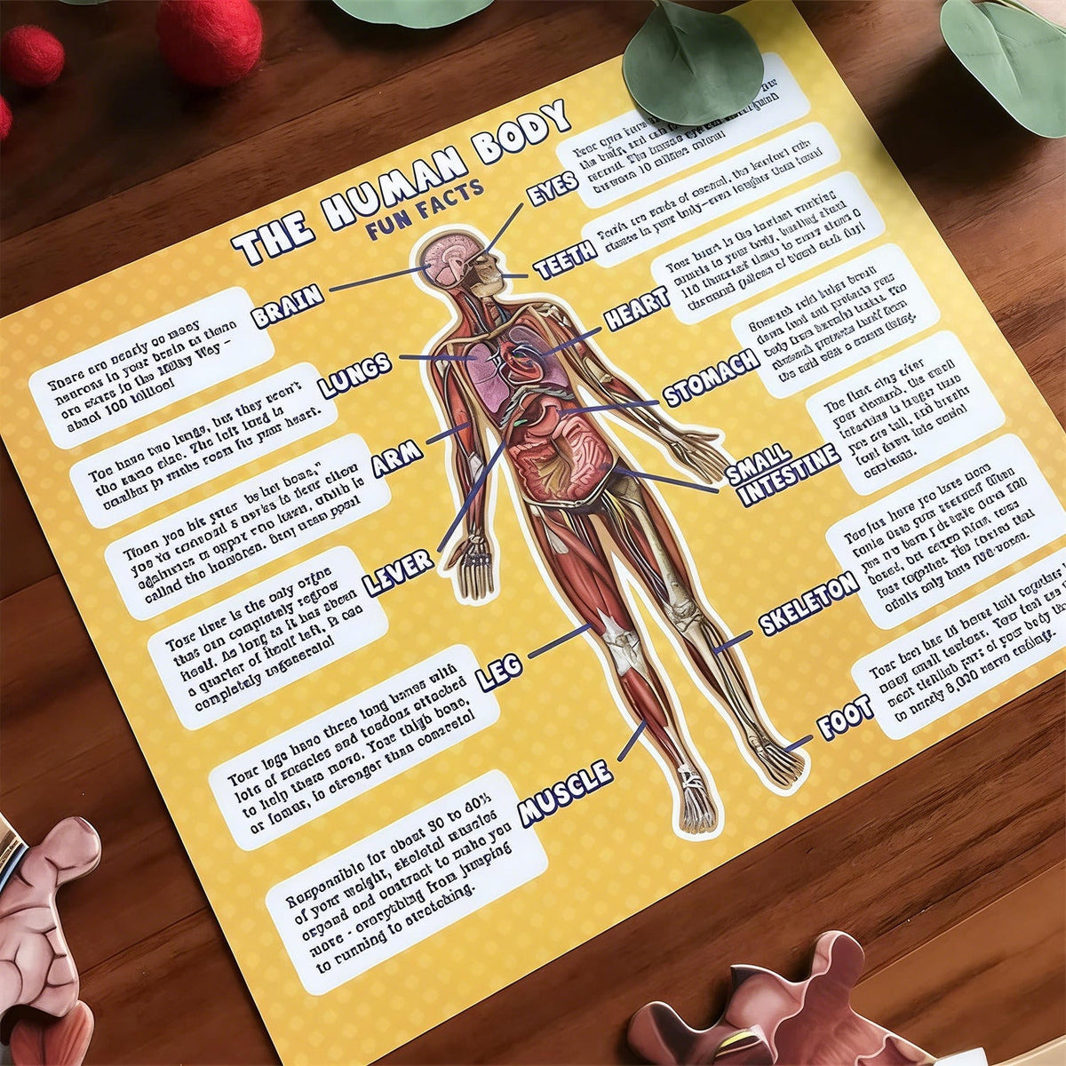 BodyPuzzle – Educational Anatomy Puzzle for Kids