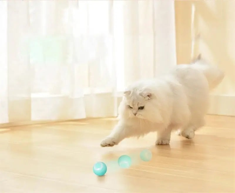 DogCatFri HuntingToy Nahaufnahme
