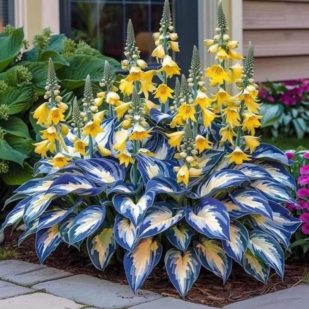 PremiumPlants – High-Quality Low-Maintenance Shade Plant Seeds, 2-Pack