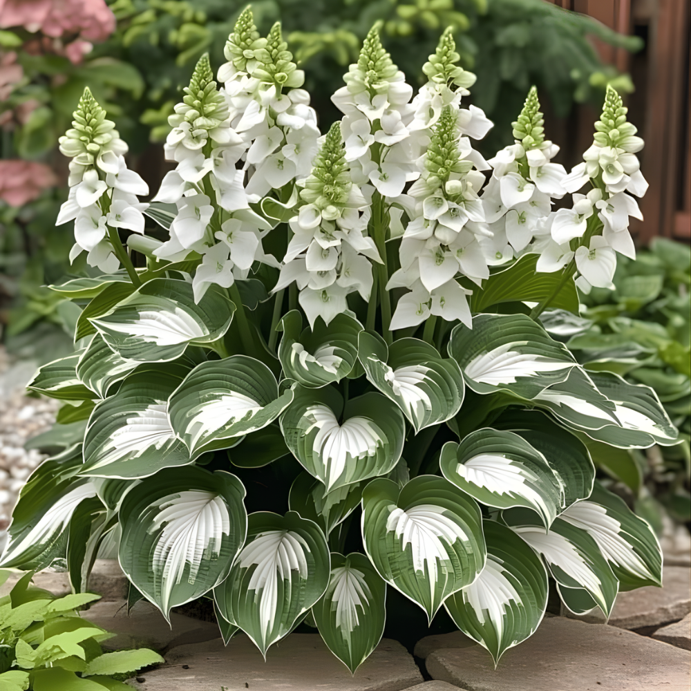 PremiumPlants – High-Quality Low-Maintenance Shade Plant Seeds, 2-Pack
