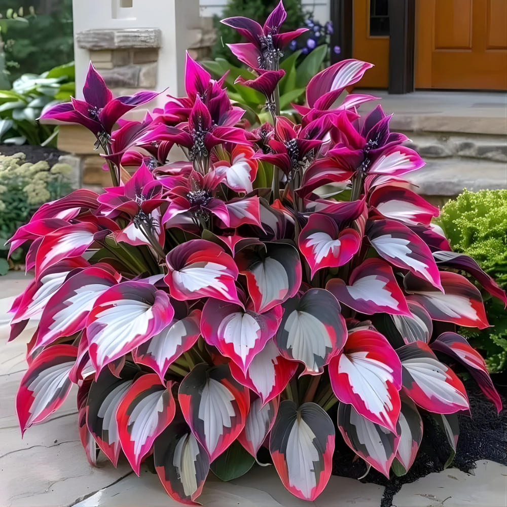 PremiumPlants – High-Quality Low-Maintenance Shade Plant Seeds, 2-Pack