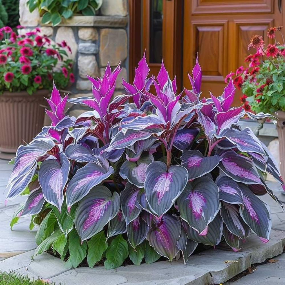 PremiumPlants – High-Quality Low-Maintenance Shade Plant Seeds, 2-Pack