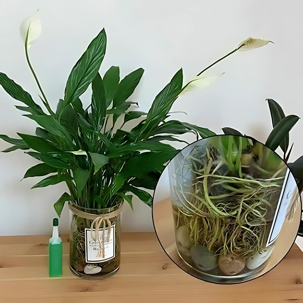 LiquidFertilizer – Liquid fertilizer for houseplants and hydroponics