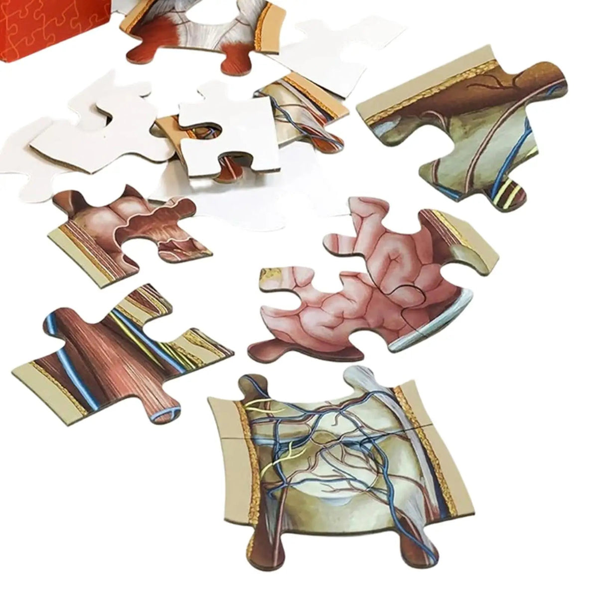 BodyPuzzle – Educational Anatomy Puzzle for Kids