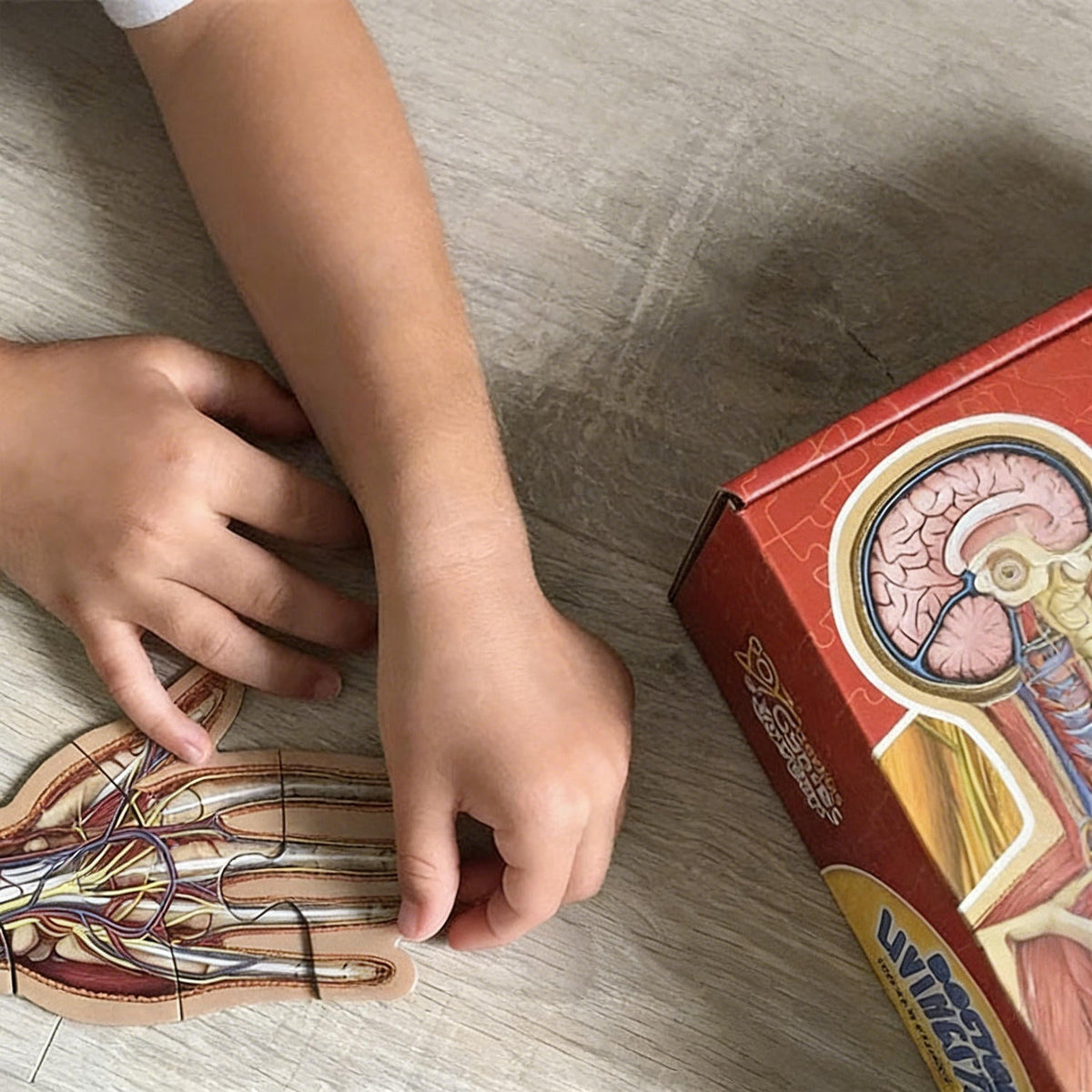 BodyPuzzle – Educational Anatomy Puzzle for Kids