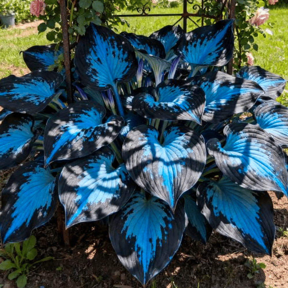 PremiumPlants – High-Quality Low-Maintenance Shade Plant Seeds, 2-Pack