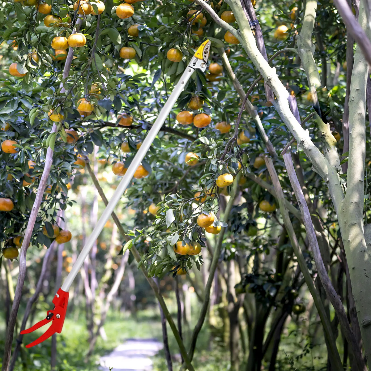 FruitPicker – Fruit Picker with Extension, No Climbing Required